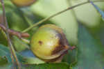 Bitternut hickory